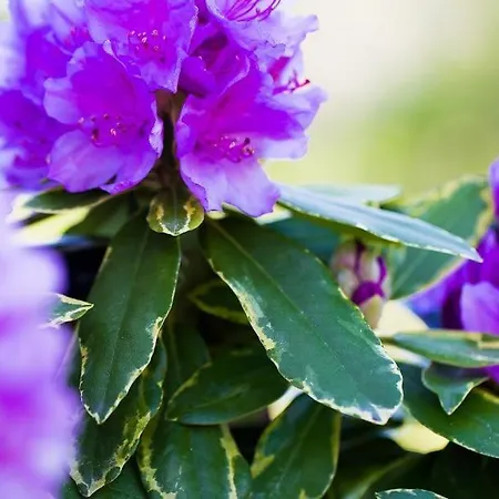 Duenenblick 02 Lägenhet Ahrenshoop